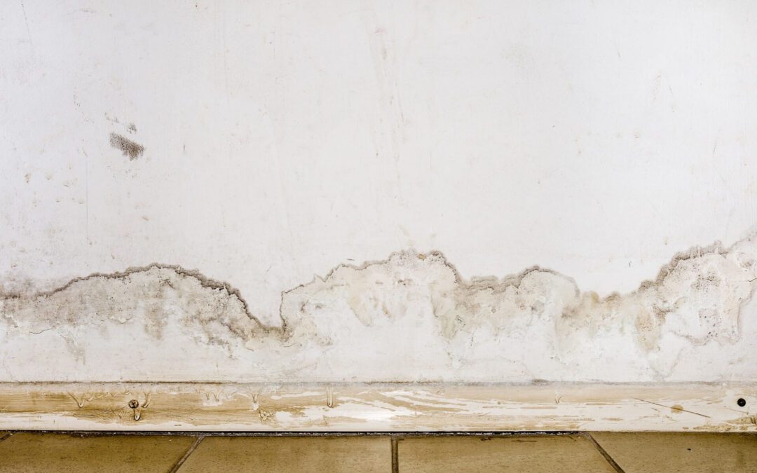 How A Public Adjuster Can Help Identify Mold After Water Damage